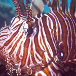 Lionfish