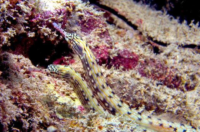 Pair of Scribbled Pipefish Corythoichthys intestinalis