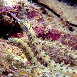 Pair of Scribbled Pipefish Corythoichthys intestinalis