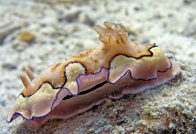 Chromodoris coi nudibranch