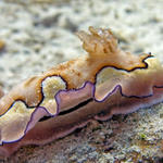 Chromodoris coi nudibranch