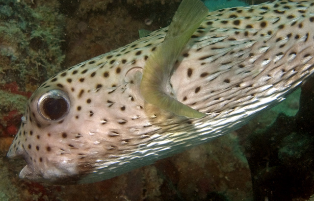 Porcupinefish