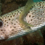 Porcupinefish