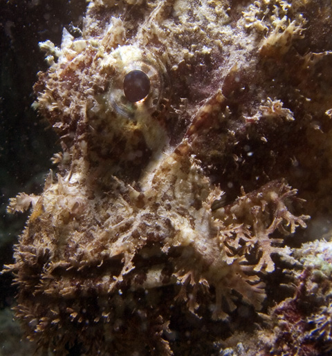 Scorpionfish