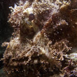 Scorpionfish