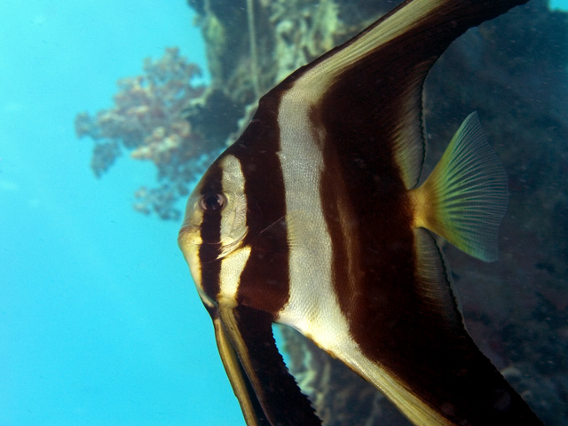 Juv. Teira Batfish