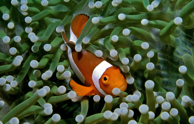 Anemonefish