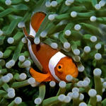 Anemonefish