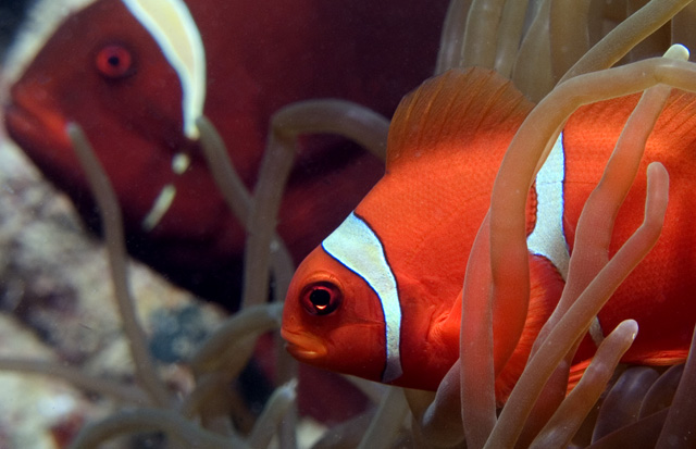 Pair of Spinecheek Anemonefish, with male in foreground