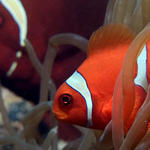 Pair of Spinecheek Anemonefish, with male in foreground