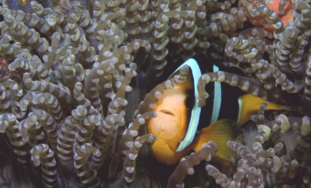 Clark's Anemonefish