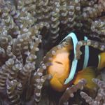 Clark's Anemonefish