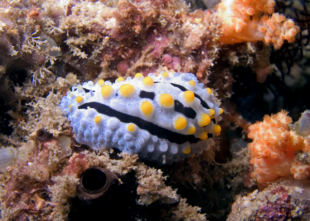 "Scrambled Egg" nudibranch Phyllidia varicosa