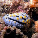 "Scrambled Egg" nudibranch Phyllidia varicosa