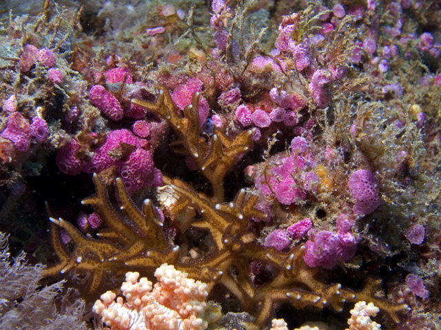 Tunicates