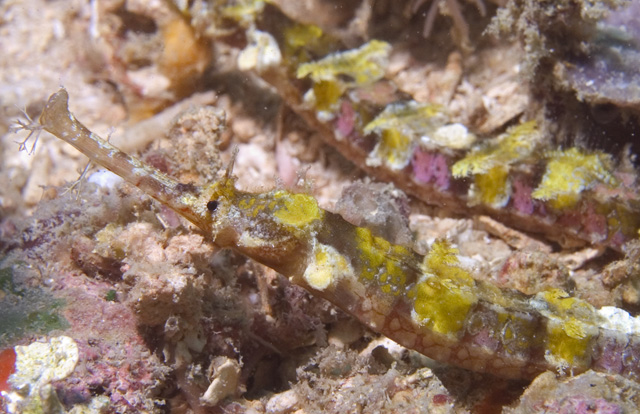 Ornate or Whiskered Pipefish Halicampus macrorhynchus