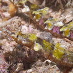Ornate or Whiskered Pipefish Halicampus macrorhynchus