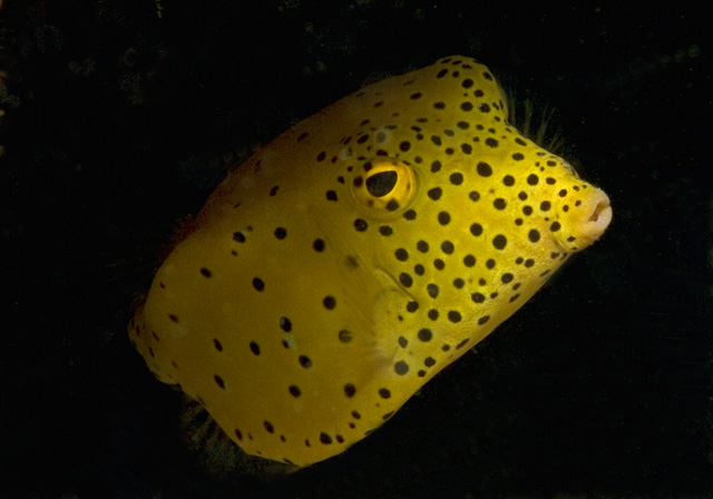 Yellow boxfish