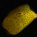 Yellow boxfish