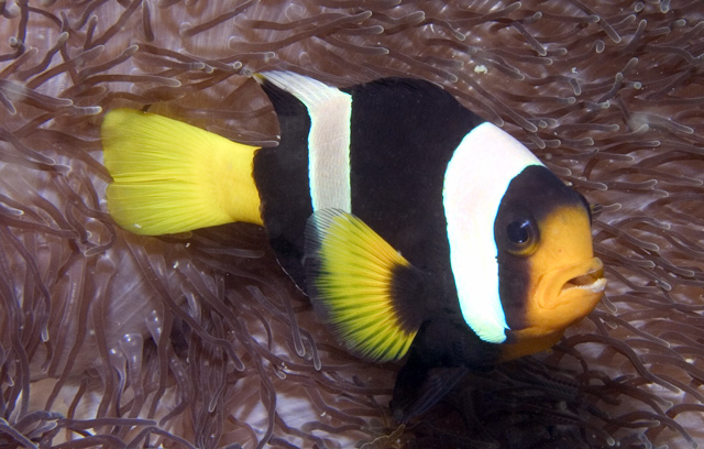 Clark's Anemonefish