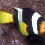 Clark's Anemonefish