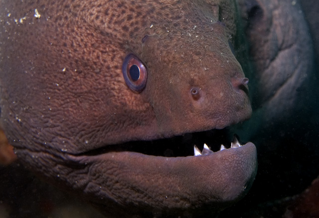 Angry Moray Eel