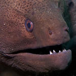 Angry Moray Eel