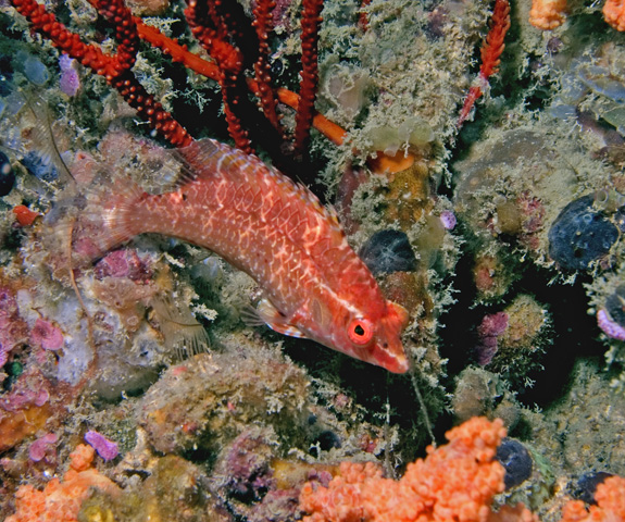 Hawkfish