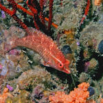 Hawkfish