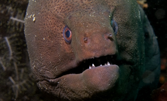 Still angry Moray Eel