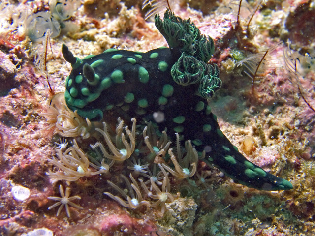 Nembrotha cristata nudibranch