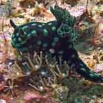 Nembrotha cristata nudibranch