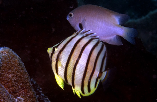 Multi-barred Angelfish and friend