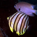 Multi-barred Angelfish and friend