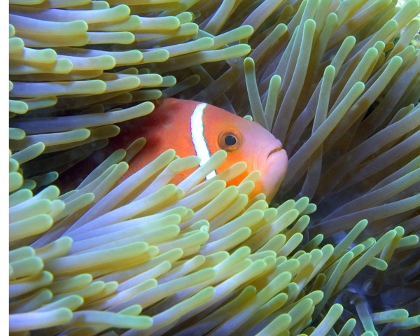 Amphiprion nigripes, Maldives Anemonefish, Beyru Kandu Thila, North Ari Atoll, Maldives.