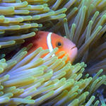 Amphiprion nigripes, Maldives Anemonefish, Beyru Kandu Thila, North Ari Atoll, Maldives.