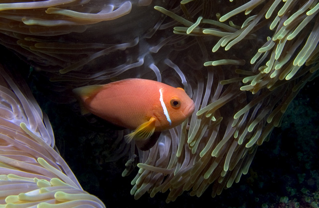 Maldives Anemonefish, Amphiprion nigripes, Kuda Thila, Maldives