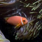 Maldives Anemonefish, Amphiprion nigripes, Kuda Thila, Maldives