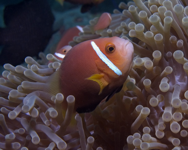 Amphiprion nigripes, Maldives Anemonefish, Kuda Thila, North Ari Atoll, Maldives