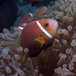 Amphiprion nigripes, Maldives Anemonefish, Kuda Thila, North Ari Atoll, Maldives