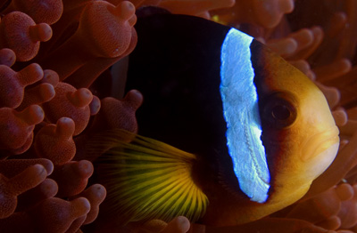 Amphiprion clarkii, Clark's Anemonefish, Baathala Thila, North Ari Atoll, Maldives