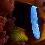 Amphiprion clarkii, Clark's Anemonefish, Baathala Thila, North Ari Atoll, Maldives