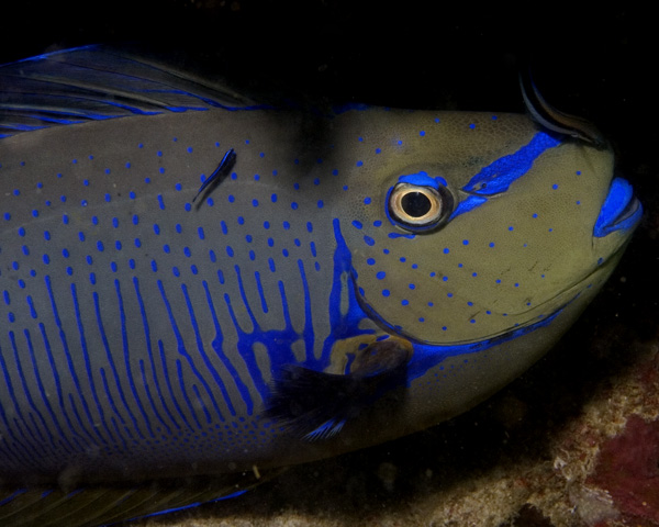 Naso vlamingii, Bignose Unicornfish, Beyru Kandu Thila, North Ari Atoll, Maldives
