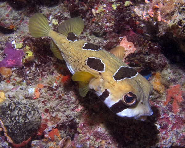 Diodon liturosus, Black-blotched Porcupinefish, Ellaidhoo House Reef, North Ari Atoll, Maldives.