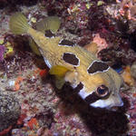 Diodon liturosus, Black-blotched Porcupinefish, Ellaidhoo House Reef, North Ari Atoll, Maldives.