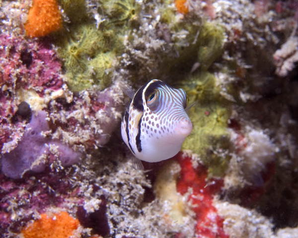 Canthigaster valentini, Black Saddled Toby, Ellaidhoo House Reef, North Ari Atoll, Maldives