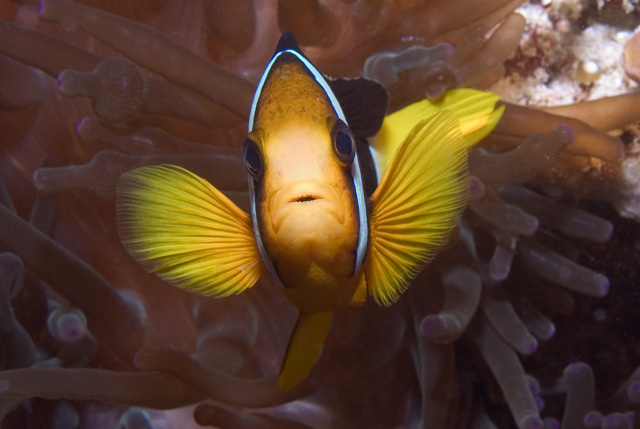 Clark's Anemonefish, Kuda Thila, Maldives