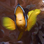 Clark's Anemonefish, Kuda Thila, Maldives