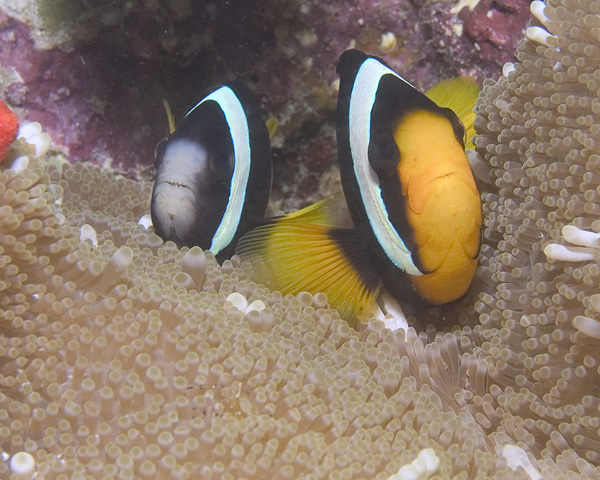 Clark's Anemonefish, Baathala House Reef, North Ari Atoll, Maldives