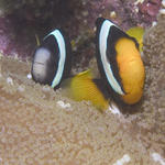 Clark's Anemonefish, Baathala House Reef, North Ari Atoll, Maldives